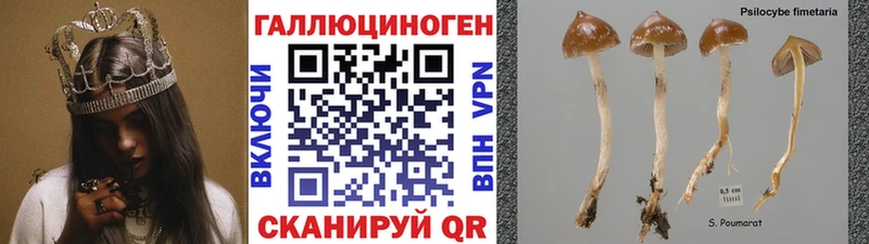 Галлюциногенные грибы Cubensis  кракен ссылки  Североуральск 